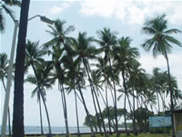Plams on Kona
